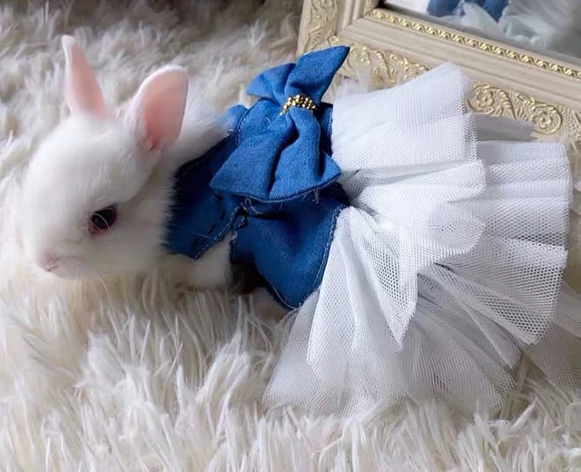 Cute Bunnies In Clothes