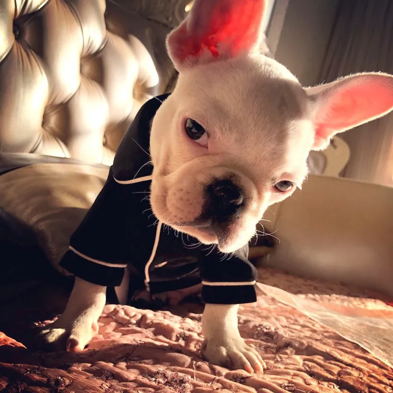 Melt Hearts With Cute Pajamas For Dogs