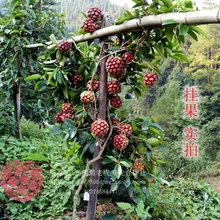 3 шт. Свежие Редкие Kadsura coccinea Oo-фруктовое дерево F(Hei-lao-hu