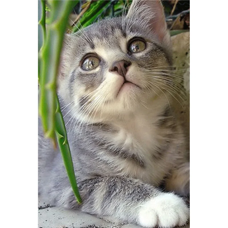 

DIY Diamond Painting New Style 5D Cat Resin Full of Crystals Manufacturers Direct Selling Recruitment Agent Support on Behalf