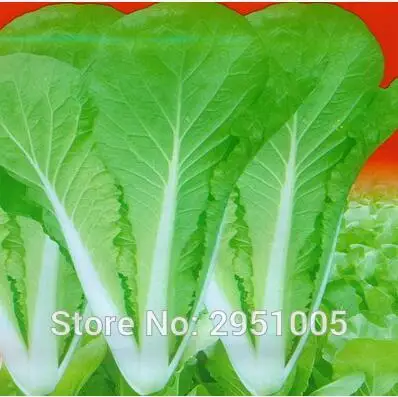 

200 pcs/lot Shang hai cream Cabbage chinese ,vegetable,courtyard balcony potted home garden free shipping