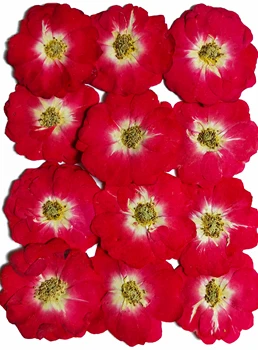 

Real Pressed Flowers Mini Rose