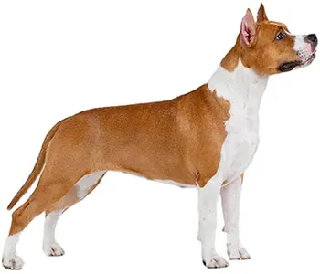 

Dinghy Tuzik overalls Staffordshire Terrier warm bitch