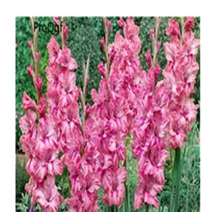 2 Ngryise 10 шт набор Vaniot Houtt gladiolus лампочка - Цвет: 2
