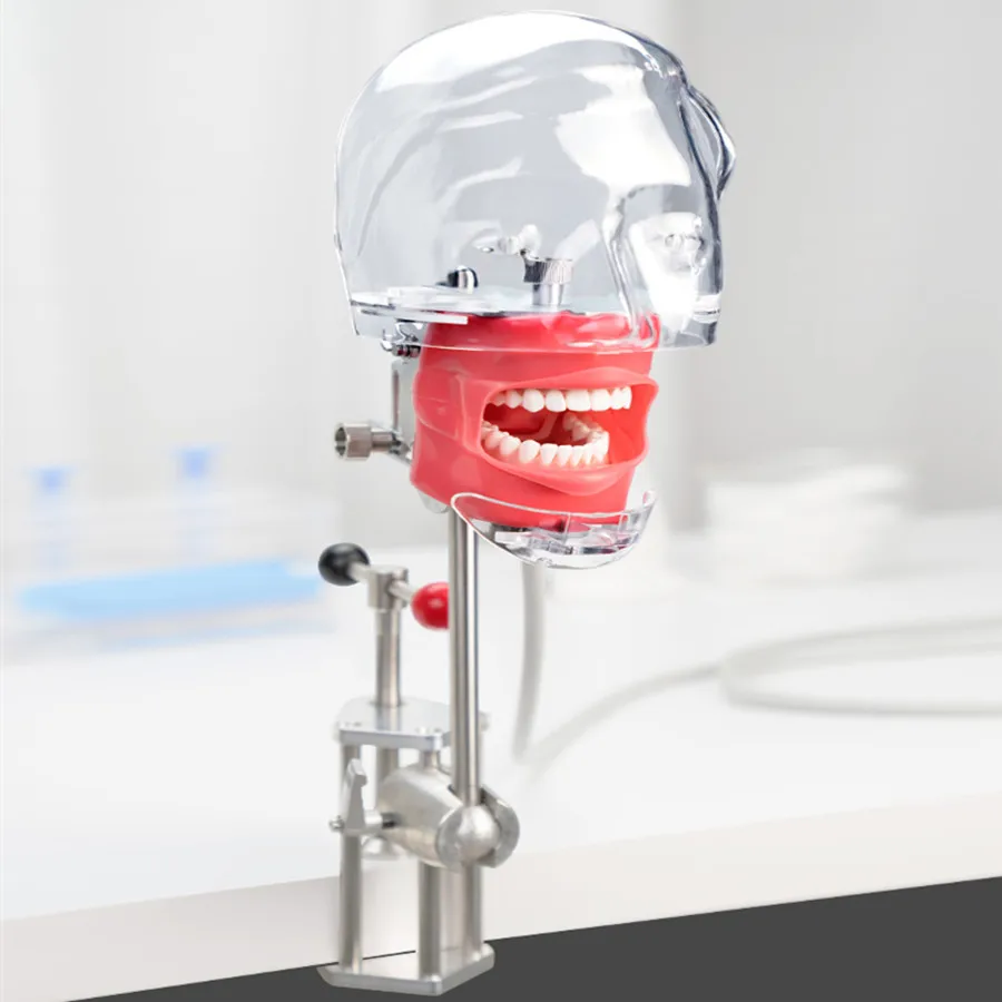 

1pcs Head Model Dental Simulator Teeth Model Can Installed On The Pillow Of The Dental Chair Dentistry Root Canal Teaching Tools