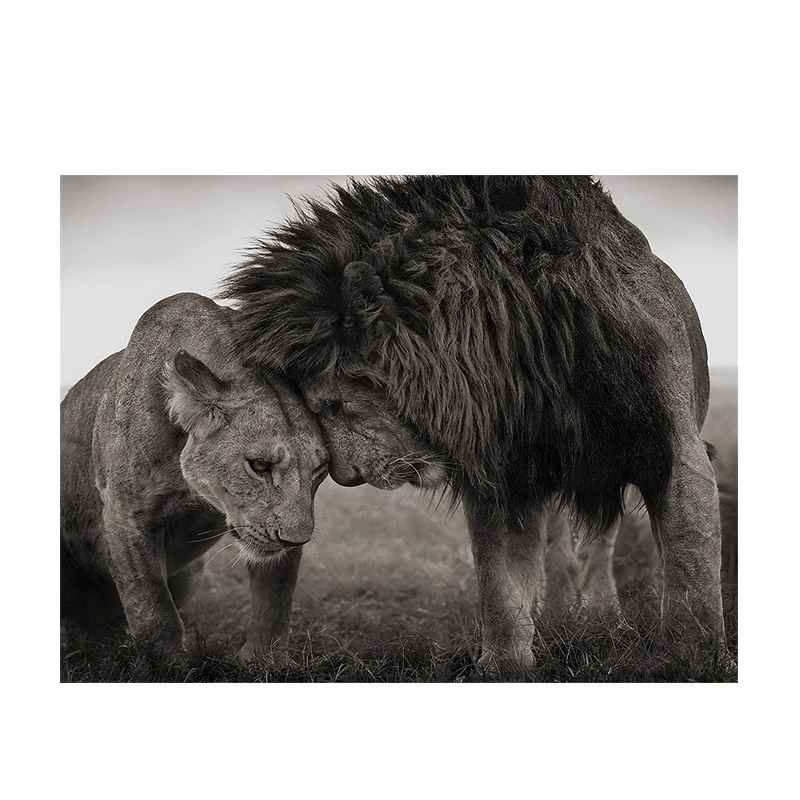 Черно-белые африканские львы, картина на холсте, отец и сын, животные, плакаты и принты, куадрос, настенный декор, картина для гостиной