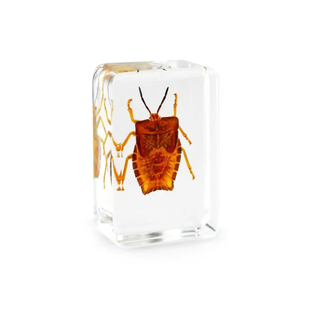 

Exquisite Insect Amber Book Town Creative Gift Transparent Resin Crafts Miniature Animals Home Decoration Accessories Modern