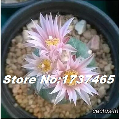 4 20 шт Lophophora смешанные суккуленты DIY домашний сад#2121 - Цвет: 4