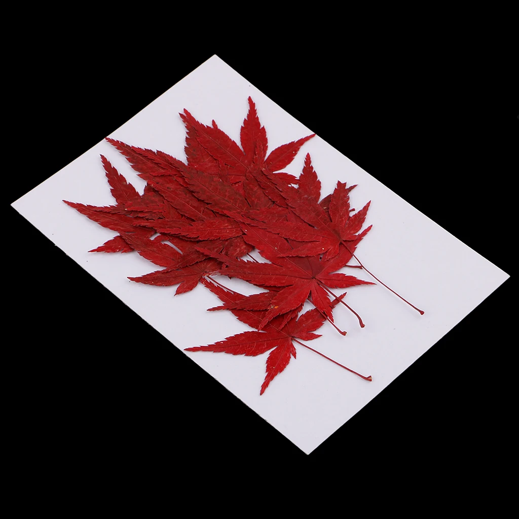 12x Real Dried Flower Leaves Red Maple Leaf for DIY Craft Card Making Decor