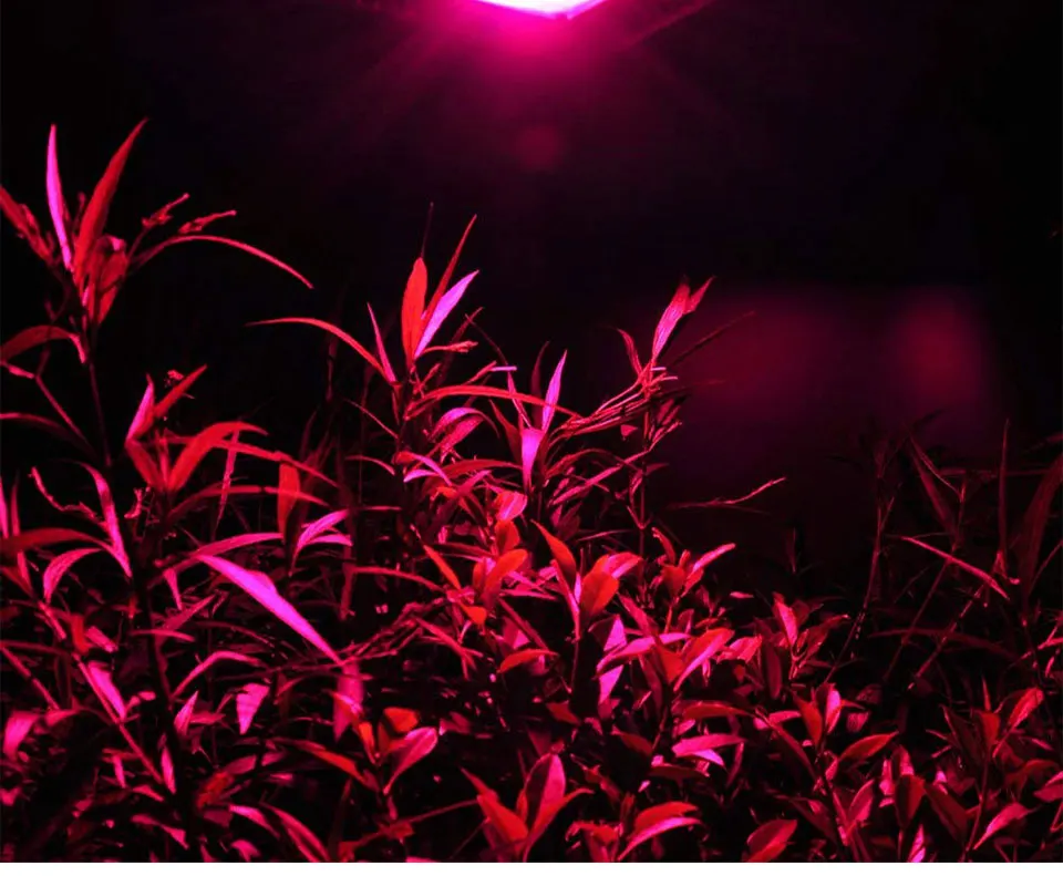 AC 110V 220V Driverless COB Plant Growing Lamp 20W 30W 50W Full Specturm Smart IC COB Chip LED Plant Grow Light Feeding Bulbs (24)