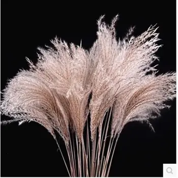 

50pcs Reed Dried Flower Reed Flower Dusting Flower Dog tail Grass Dried Flower Wedding Shop Decoration Props Dried Reed