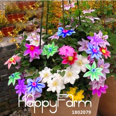 Big Sale!Bonsai Clematis Bulbs Wire Lotus Plant Garden Multicolor Clematis Climbing plants Plantas 50 Particles,#60GXP9