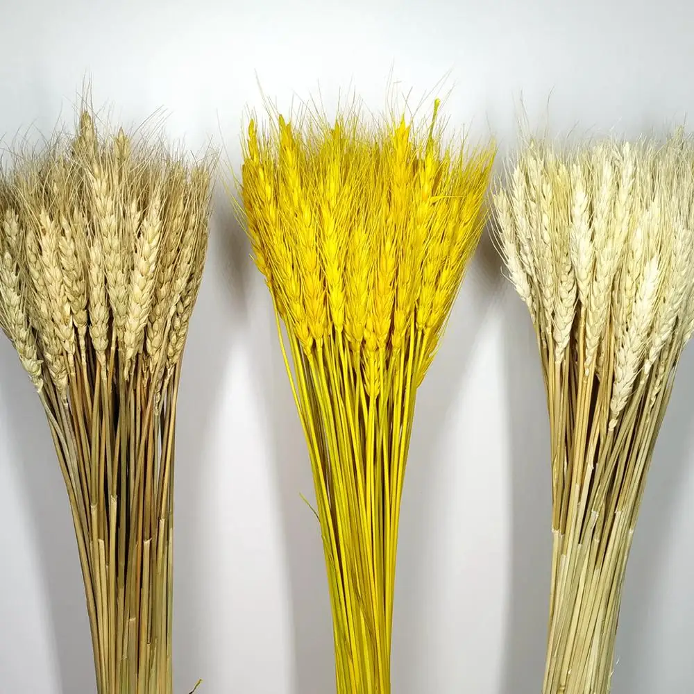 50/100 шт Реальные пшеницы цветок уха натуральные сухие цветы для Свадебная
