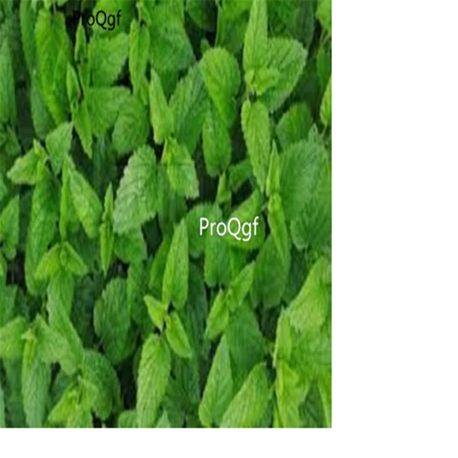 Ngryise 3000 шт набор Mentha spicata