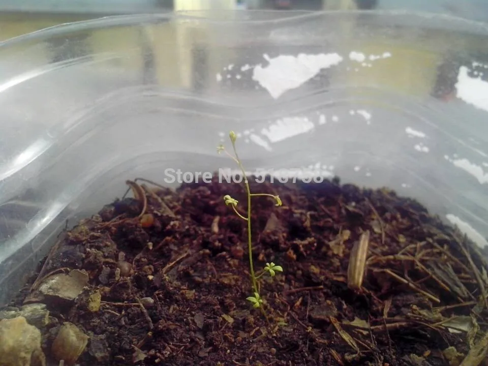 Натуральная! 10 шт Свежие Редкие тропеоловые Nasturtium S Easy ing flower S(15-F0023