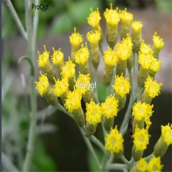 

Ngryise 3000Pcs A Set Helichrysum italicum
