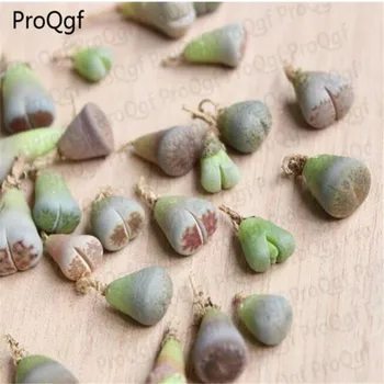 

Ngryise 50Pcs A Set Dia1-2cm two years old shitou flower de