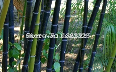 Горячая распродажа! 100 шт черный бамбук Phyllostachys Pubescens редкие, гигантские бамбуковые бонсай Bambusa Lako дерево для домашнего сада - Цвет: 3