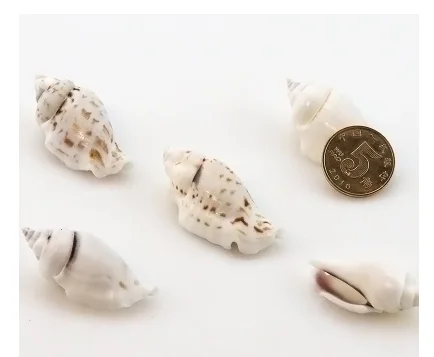Черный Улитка натуральный concha muszelki стрельба реквизит аквариум украшения caracol подарки на год
