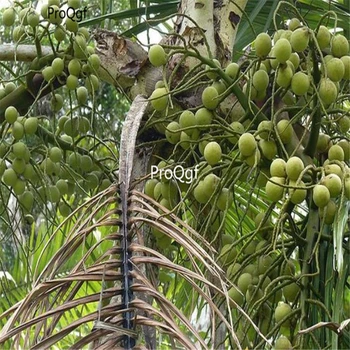 

Ngryise 30Pcs A Set Coquito nut Baby coconuts