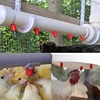 Chicken Waterer Nipple Drinkers Quail Pigeon Bird Waterer Nipples Automatic Waters Spring Type Poultry Farming Equipment ► Photo 2/6