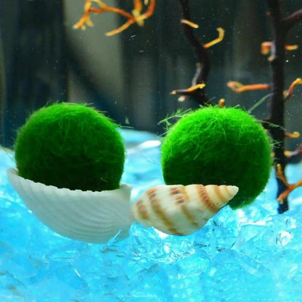 Аквариум мох аквариум живыми рыбами растения Aquaristics аквариум для креветок мох шар вода травяная креветка водная трава шары