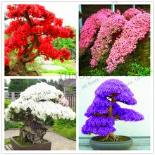 Редкие бонсай сортов Азалия флореслинг(108 плантас) DIY для дома и сада растения выглядят как Сакура Японская Вишня цветет цветок Pl
