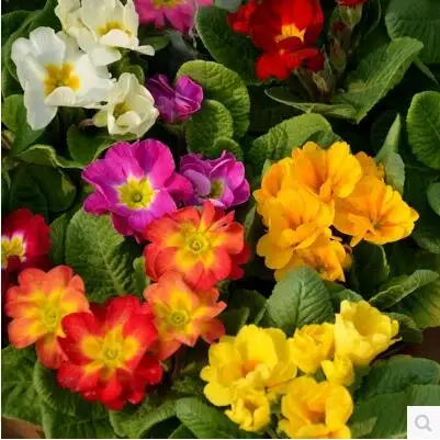 50 шт./партия primrose, Primula, цветы, балкон, домашний сад - Цвет: 9
