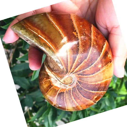 

452g Natural Ammonite Nautilus Shell Jurrassic Fossil Specimen Madagascar