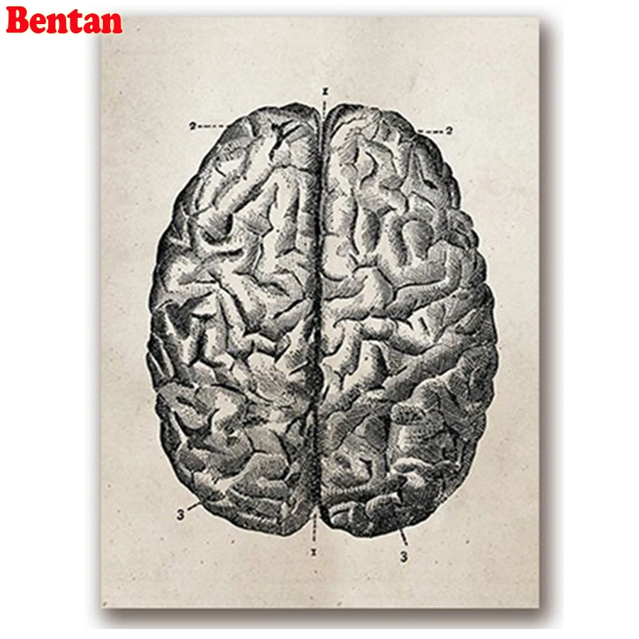 Вышивка алмазная живопись медицинская Анатомия Алмазная вышивка Стразы мозаика