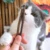 Натуральная Кошачья Мята Pet Cat Молярная Зубная Паста Stick Matatabi Actinidia Fruit Silvervine Cat Snacks Sticks Pet Чистка Зубов