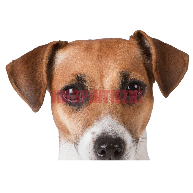 

Jack Russell Terrier