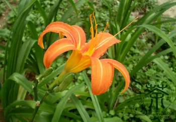 

Hemerocallis Fulva Orange Daylily Tiger Daylily Xuancao