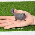 Black Persian cat