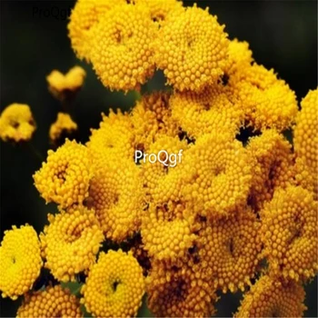 

Ngryise 20Ml A Set Tanacetum annuum
