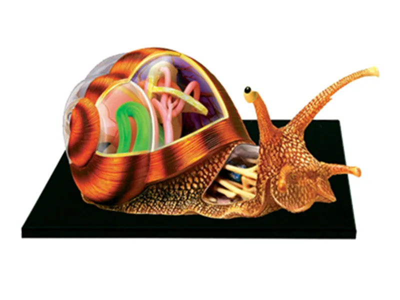 

toy Animal Biology organ anatomical model medical teaching model Snail 4d master puzzle Assembling