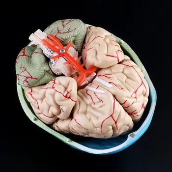 

1:1 Scale Colorful Human Adult Head Model with Brain Stem Anatomy Medical Teaching Tool Supply D08B