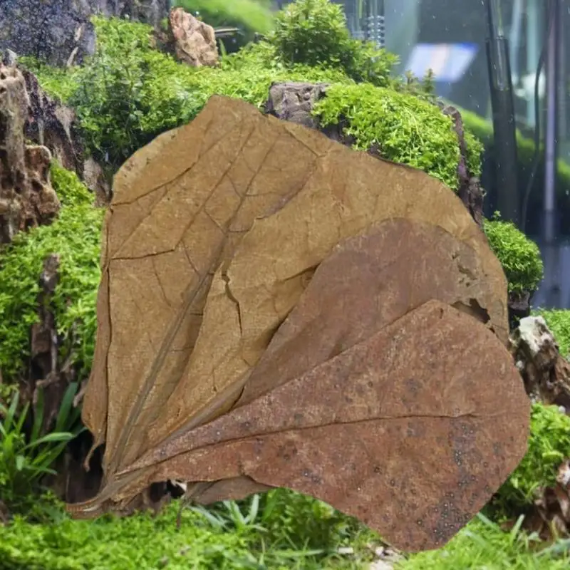 10pcs Natural Terminalia Leaves Reducing PH and Acidity of Balanced Water Island Almond Olive Leaf Fish Cleaning Fish Tank