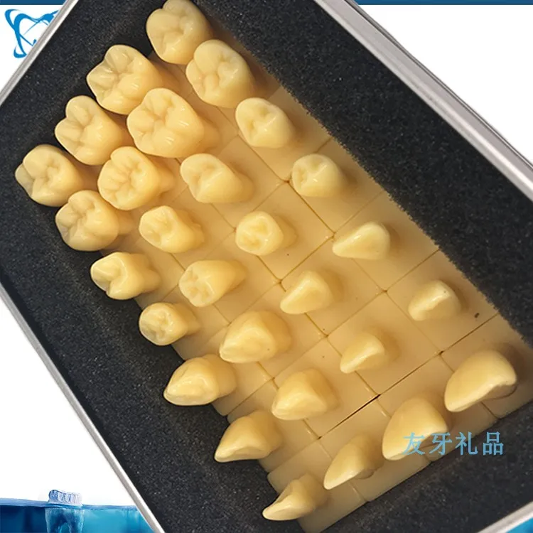 1.2X 2X Enlarge Crown Carving Prepare Tooth Model Dental Model Carved Teeth Medical Science Teaching Anatomical Models