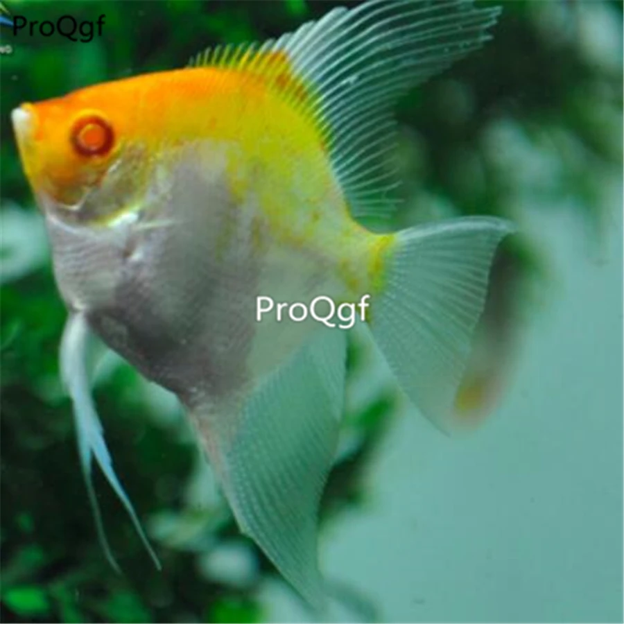 Ngryise 1 шт. набор pterophylum scalare - Цвет: 31