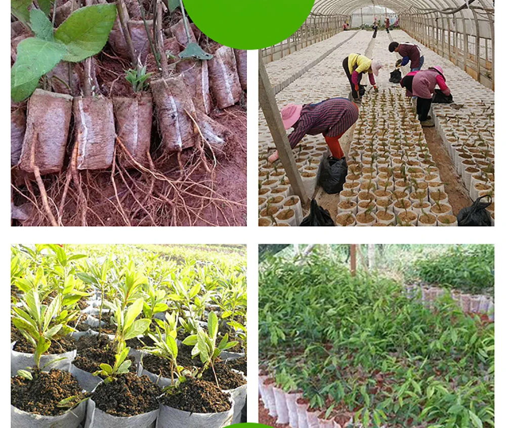 Кассеты для рассады-мешки для растений 8*10 см ткани Садовые принадлежности Защита окружающей среды полный все размеры 100pcs-pack jt021