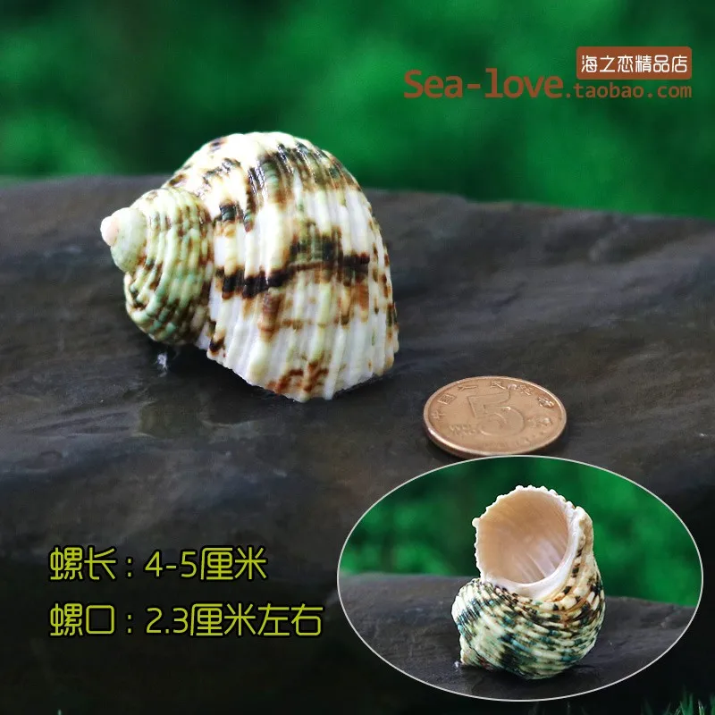 Spiral Shell Fish Tank Shellfish Hermit Crabs Tank Decoration Natural Shell Conch Decoration Crafts Micro-landscape Specimens