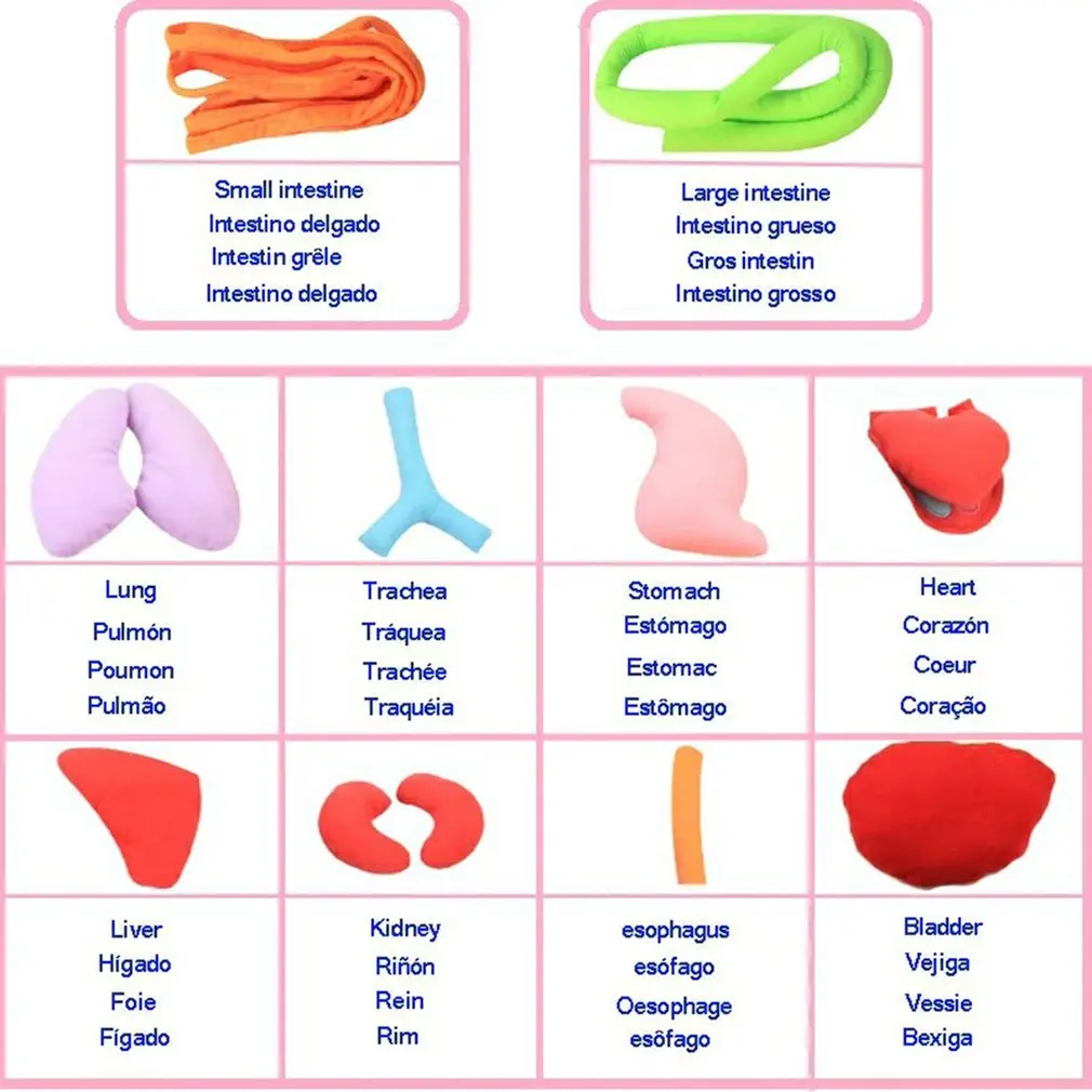  Human Internal Organs Teaching Apron Baby Early Education Apron Puzzle Apron Organ Apron Body Stere - 4000587002356