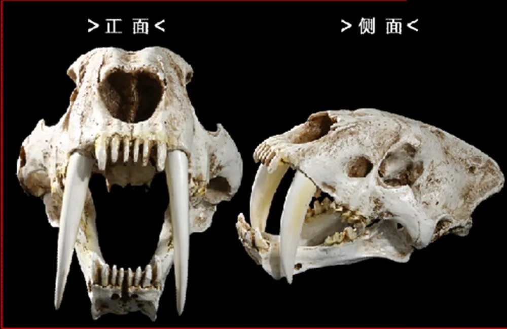 Череп саблезуба. Скелет смилодон фаталис. Смилодон кости. Саблезубый тигр череп. Челюсть саблезубого тигра.