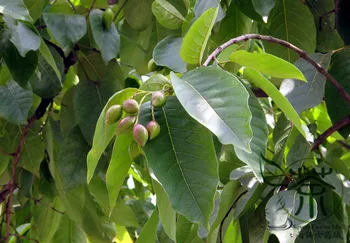 

Terminalia Chebula Yellow Haritaki Chebula Myrobalan He Zi