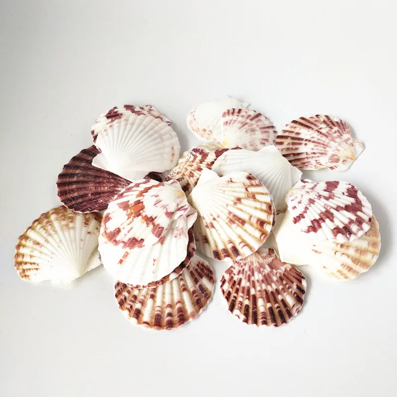 100 шт./пакет морские раковины Schelpen Coquillage Conchas Shell для украшения дома Вавилон морской домашний Морской Декор 4-7 см гребешок