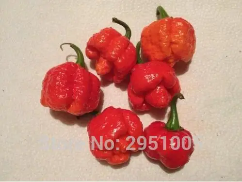 20 шт./партия редкий перец "Trinidad Moruga Scorpion"(горячий чили) органические овощи, DIY домашний сад