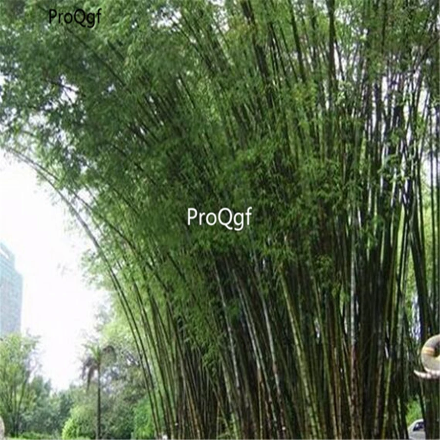 Ngryise 5000 шт набор Fernleaf Bamboo