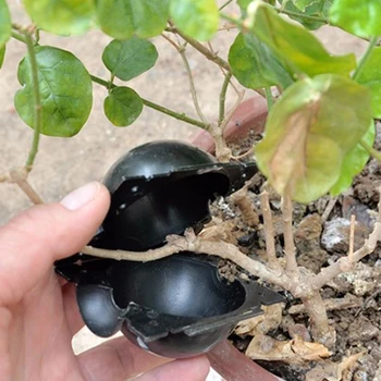 

Plant High-pressure Propagation Box Cutting Grafting Rooting Box Garden Tree High-altitude Pressing Branch Rooting Propagator