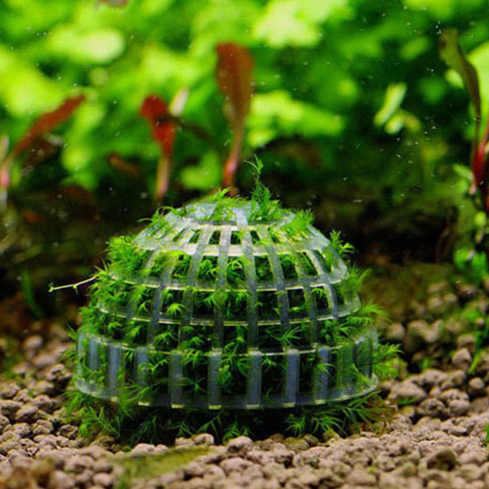 Мох Marimo шариковый фильтр живые растения для аквариума рыба креветка бак для домашнего декора поставки живое растение держатель